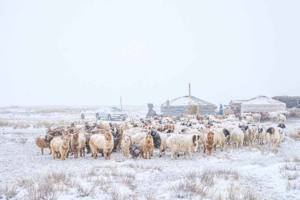 Mongolia’s Brutal Winter Continues to Threaten Livestock and People